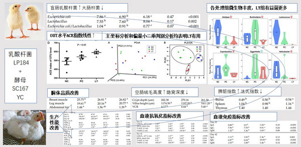 抗生素替代复合益生菌-所网正文.jpg