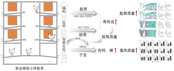 蛋鸡研究-所网正文.jpg
