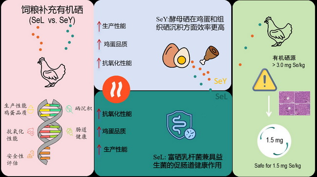 富硒乳酸菌-所网.jpg